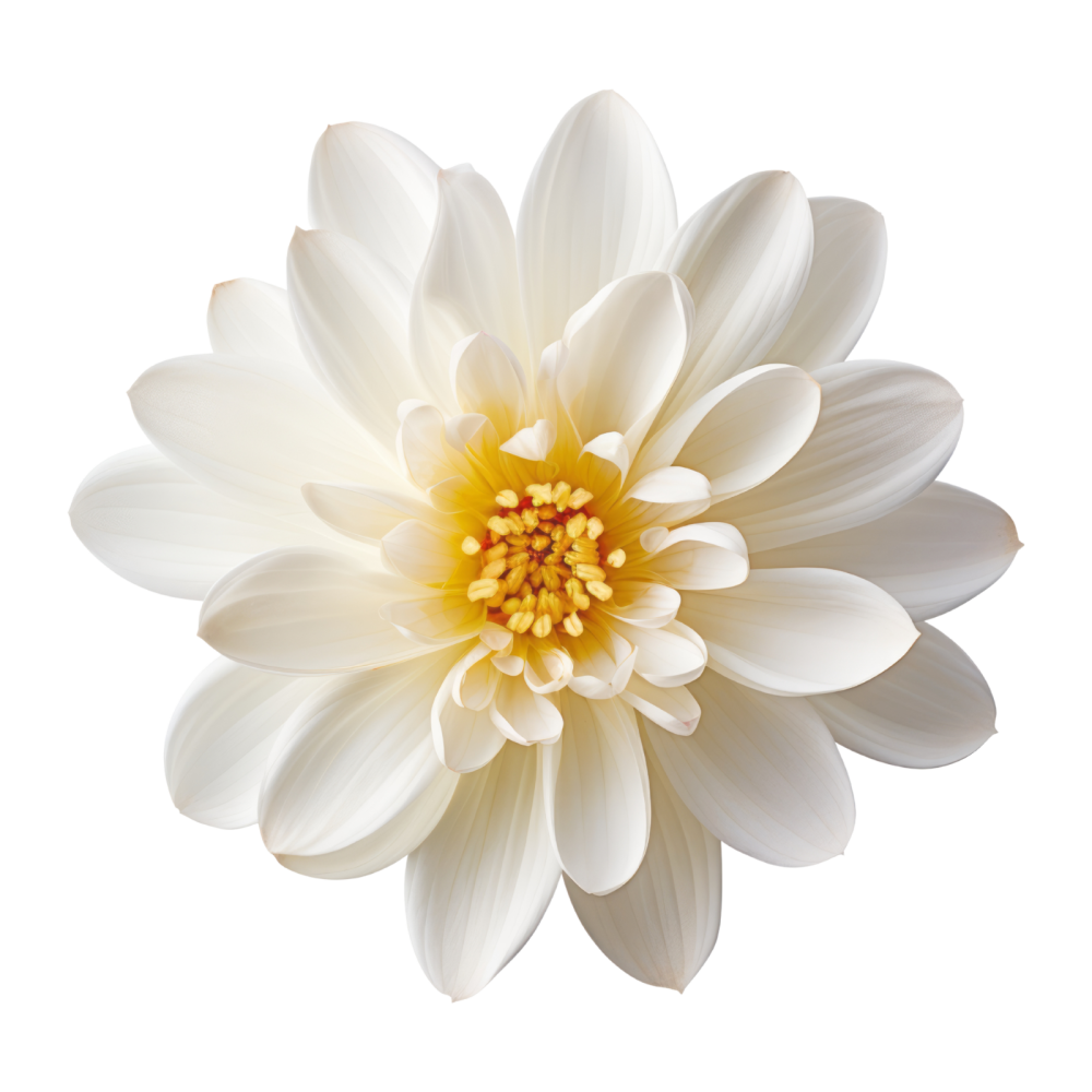 fleur blanche